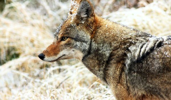 Foto: Kojot severní