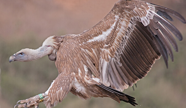 Foto: Griffon Vulture in Crimeia
