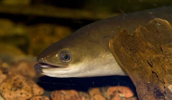 Foto: peixe enguia do rio