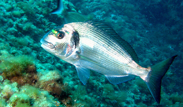 Photo: Dorado sea fish