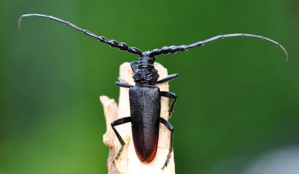 Photo: Relic woodcutter insect