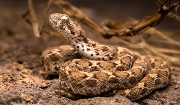 Foto: Efa cobra venenosa
