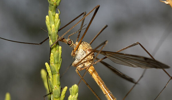Photo: Longleg Mosquito