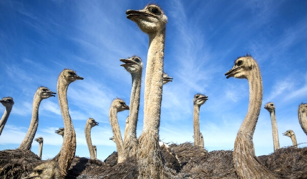 African Ostrich Features
