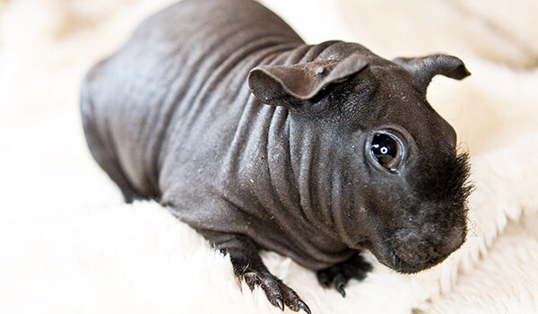 Photo: Skinny Guinea Pig