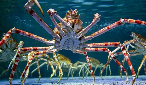 Photo: Japanese Spider Crab