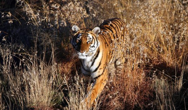 Photo: Indochinese tiger in nature