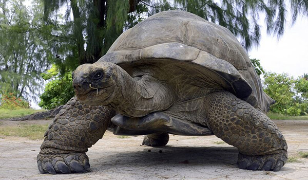 Foto: Reuzenschildpad op het land