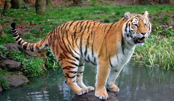 Photo: Bali Tiger
