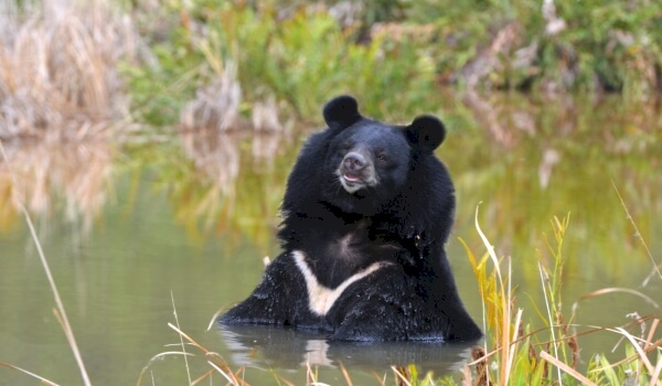 Photo d'ours à poitrine blanche
