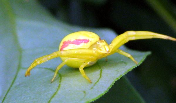 Photo: Poisonous Yellow Spider
