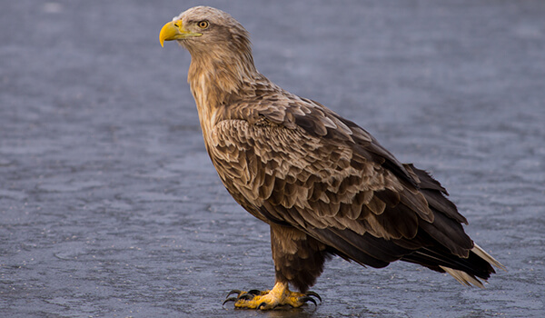 Photo: Red Book White-tailed Eagle