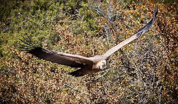 Foto: Griffon Vulture in Flight 