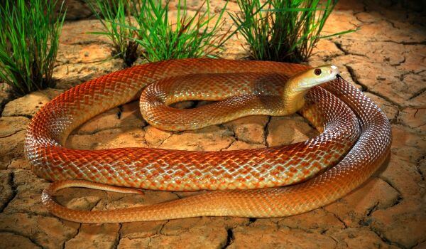Foto: cobra venenosa de Taipan McCoy