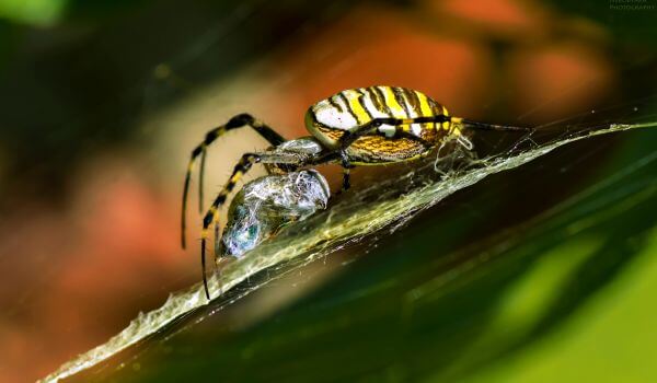 Foto: Argiope Brünnich's Spider
