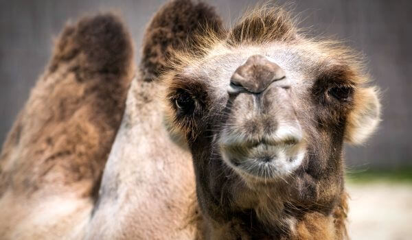 Foto: camelo bactriano do Livro Vermelho