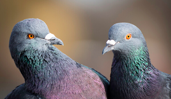 Photo: Pair of pigeons