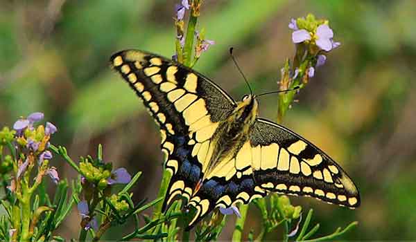 Butterfly Swallowtail from the Red Book
