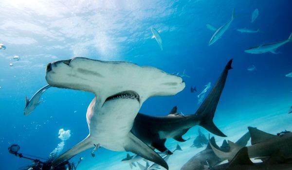 Photo: Dangerous Hammer Shark