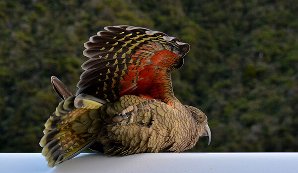 Photo: Kea from the Red Book