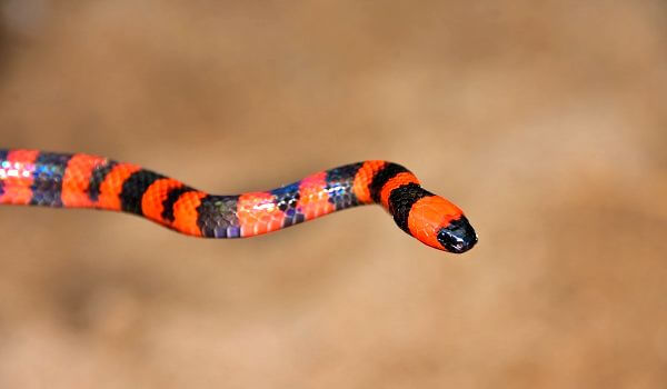 Foto: Malý korálový had