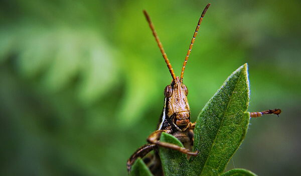 Photo: Locust in Russia