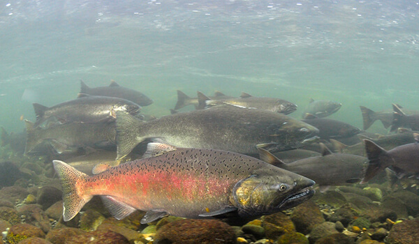 Photo: Chinook salmon in Russia