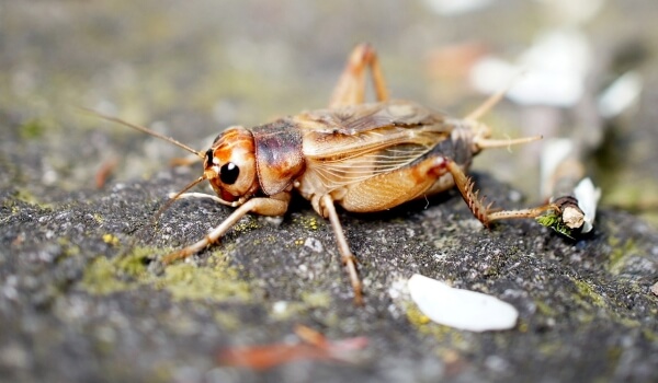 Photo: Cricket Insect