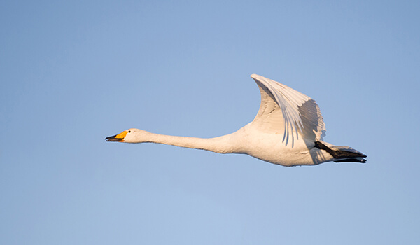 Photo: Whooper swan in flight