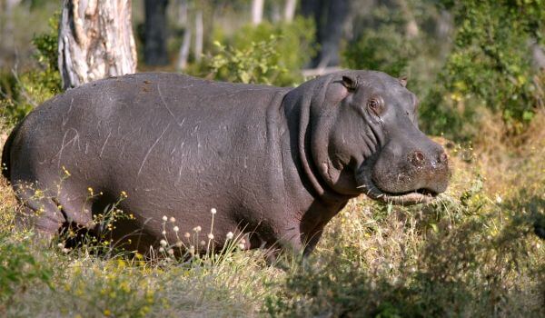 Foto: Nijlpaarddier