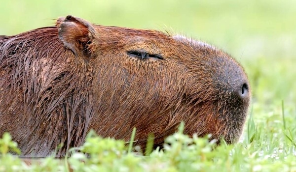 Photo : Capybar Animal