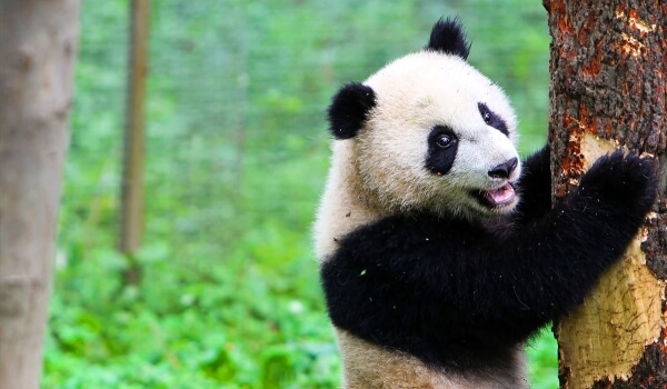 Foto: panda gigante