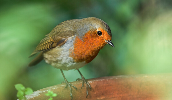 Photo: What a robin bird looks like