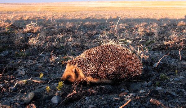 Photo: Daurian hedgehog in nature