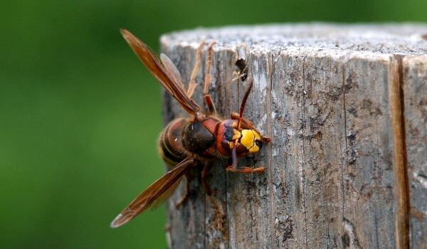 Photo: Hornet Insect 
