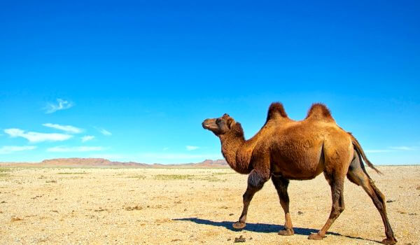 Foto: Camelo bactriano do Livro Vermelho 
