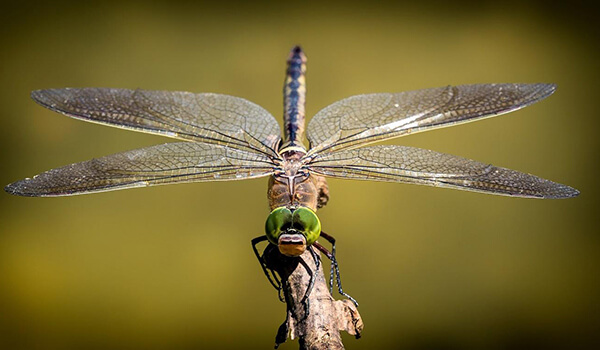 Photo: What a dragonfly looks like