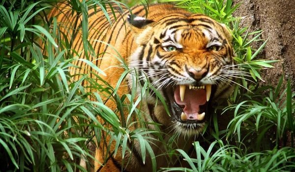 Foto: animal tigre indochinês
