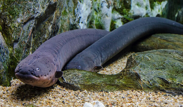 Photo: Electric eel in water