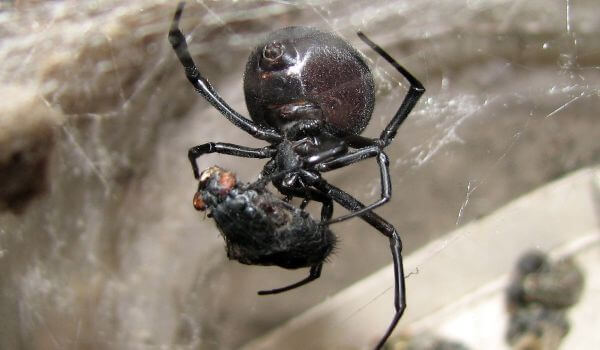 Photo : Poisonous spider karakurt