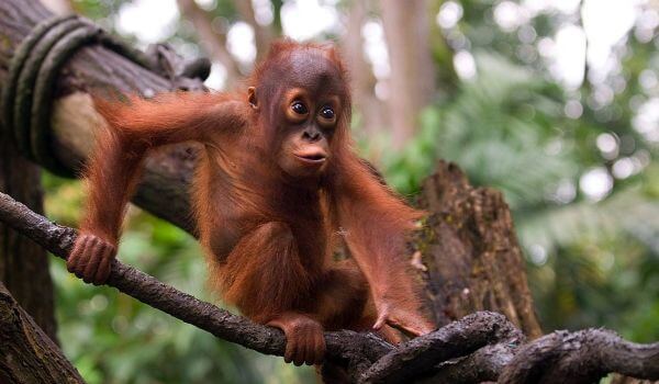 Photo: Baby Orangutan