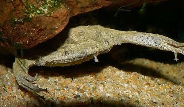Photo: Suriname Pipa Frog