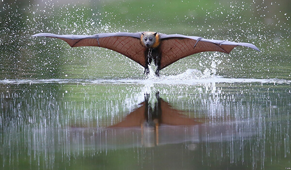 Foto: Flying Fox in Flight