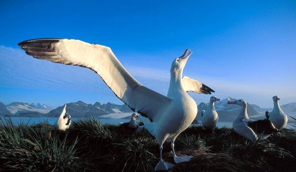 Foto: animal albatroz