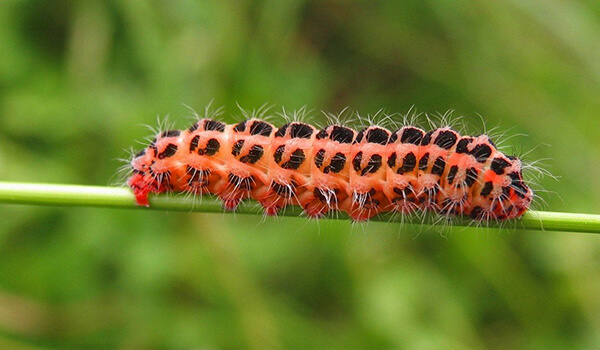 Photo: Red Caterpillar