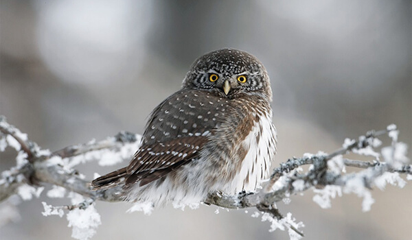 Photo: Owl in winter