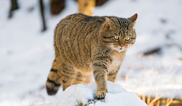 Photo: Amur forest cat from the Red Book