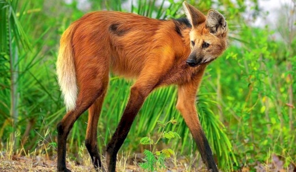 Maned Wolf Red Book