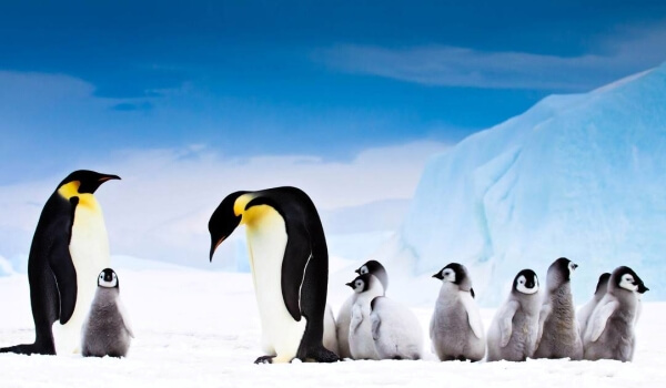 Foto: Pinguim Imperador