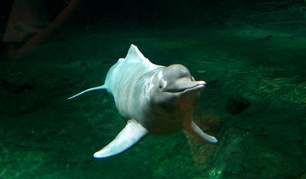 Foto: Animal delfín de río